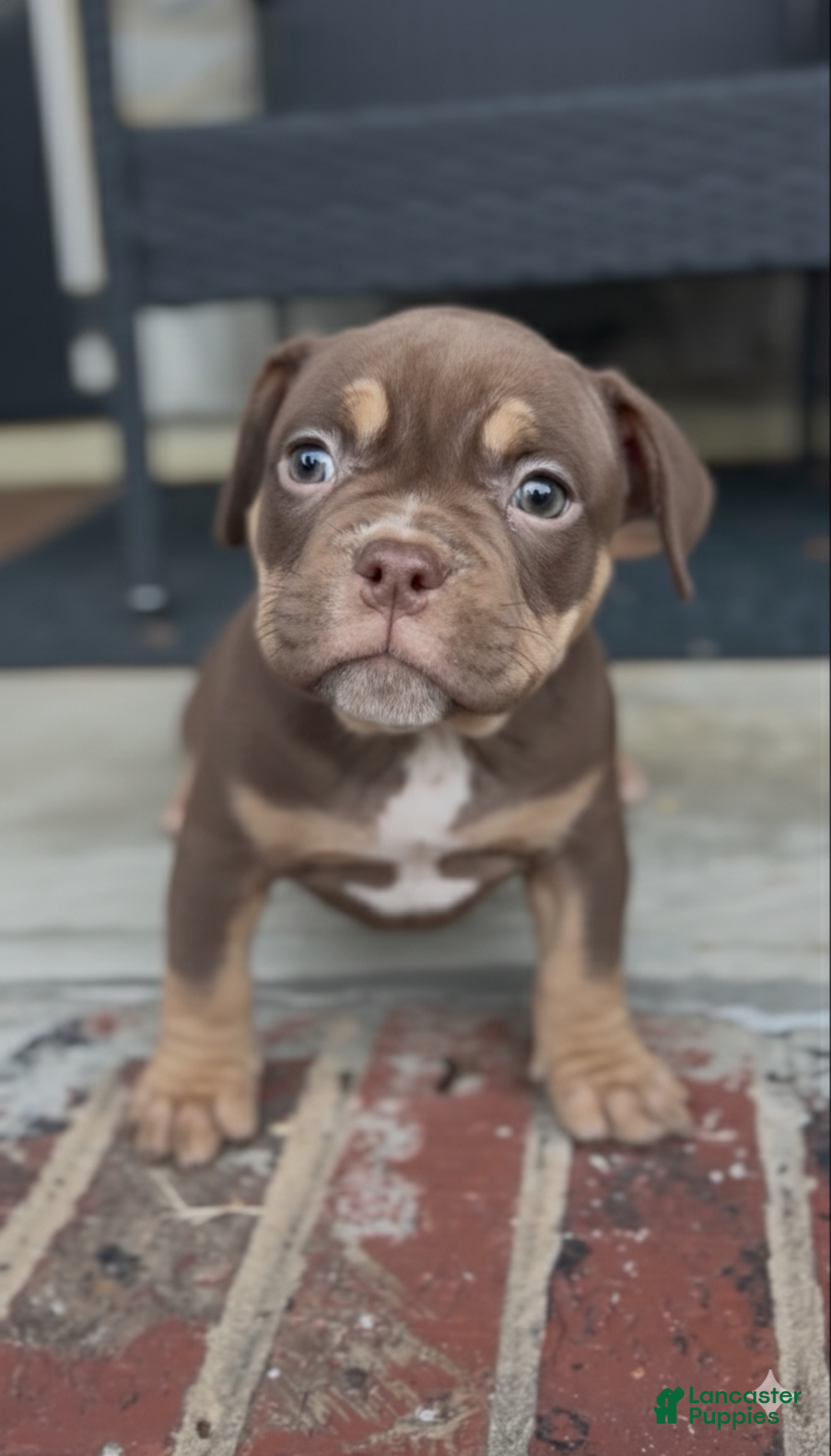 American Bully dogs for sale: Barkboyz Bullycamp Lola - Ad 1