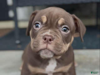 American Bully dogs for sale: Barkboyz Bullycamp Lola - Ad 2