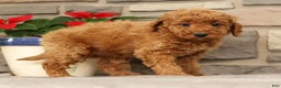 Mini Goldendoodle dogs for sale: Eden - Ad 6
