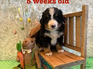 Bernese Mountain Dog dogs Ireland - Ad 9