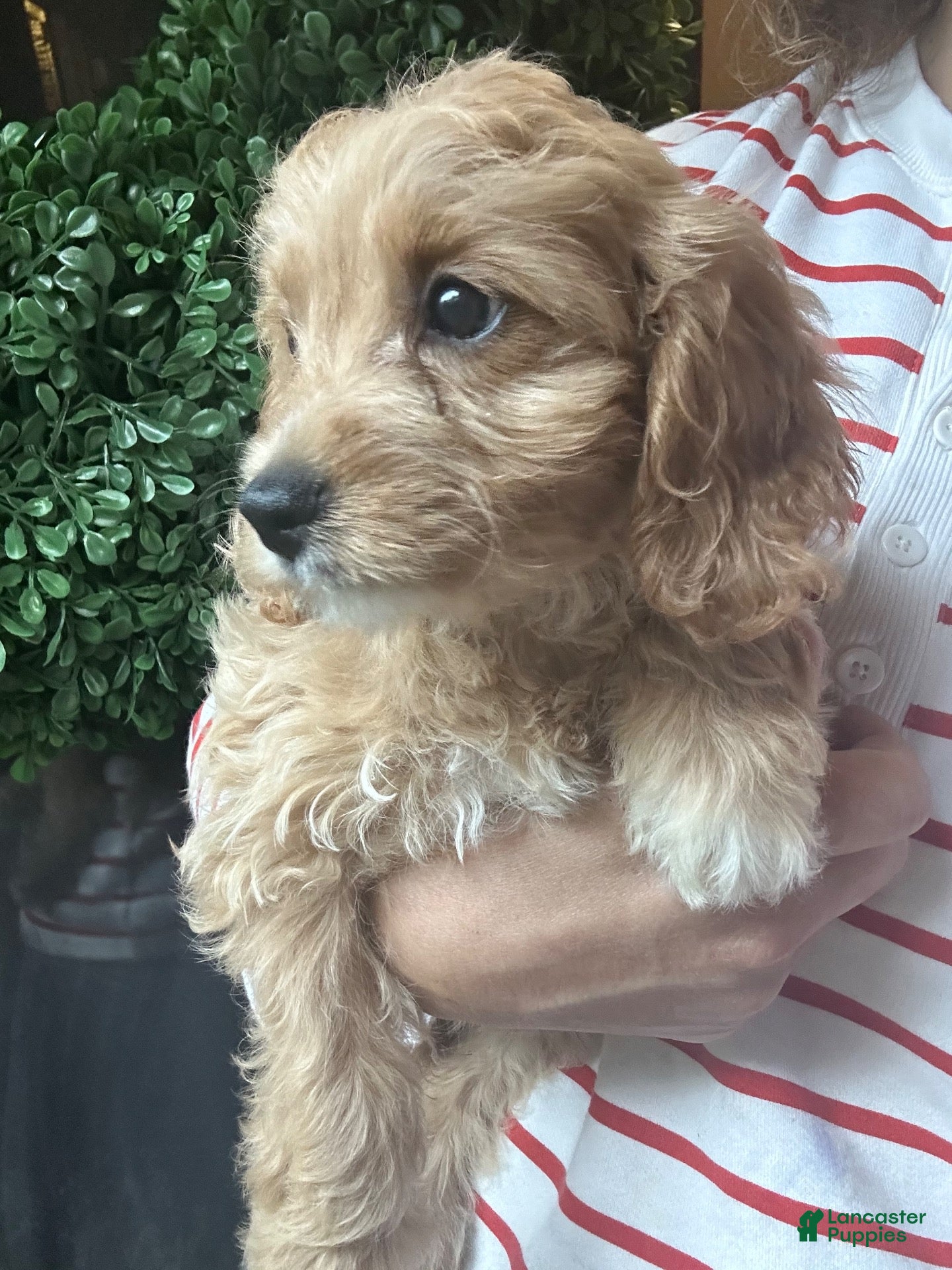 Cavapoochon dogs for sale: 💜 Purple Sunset - Ad 2
