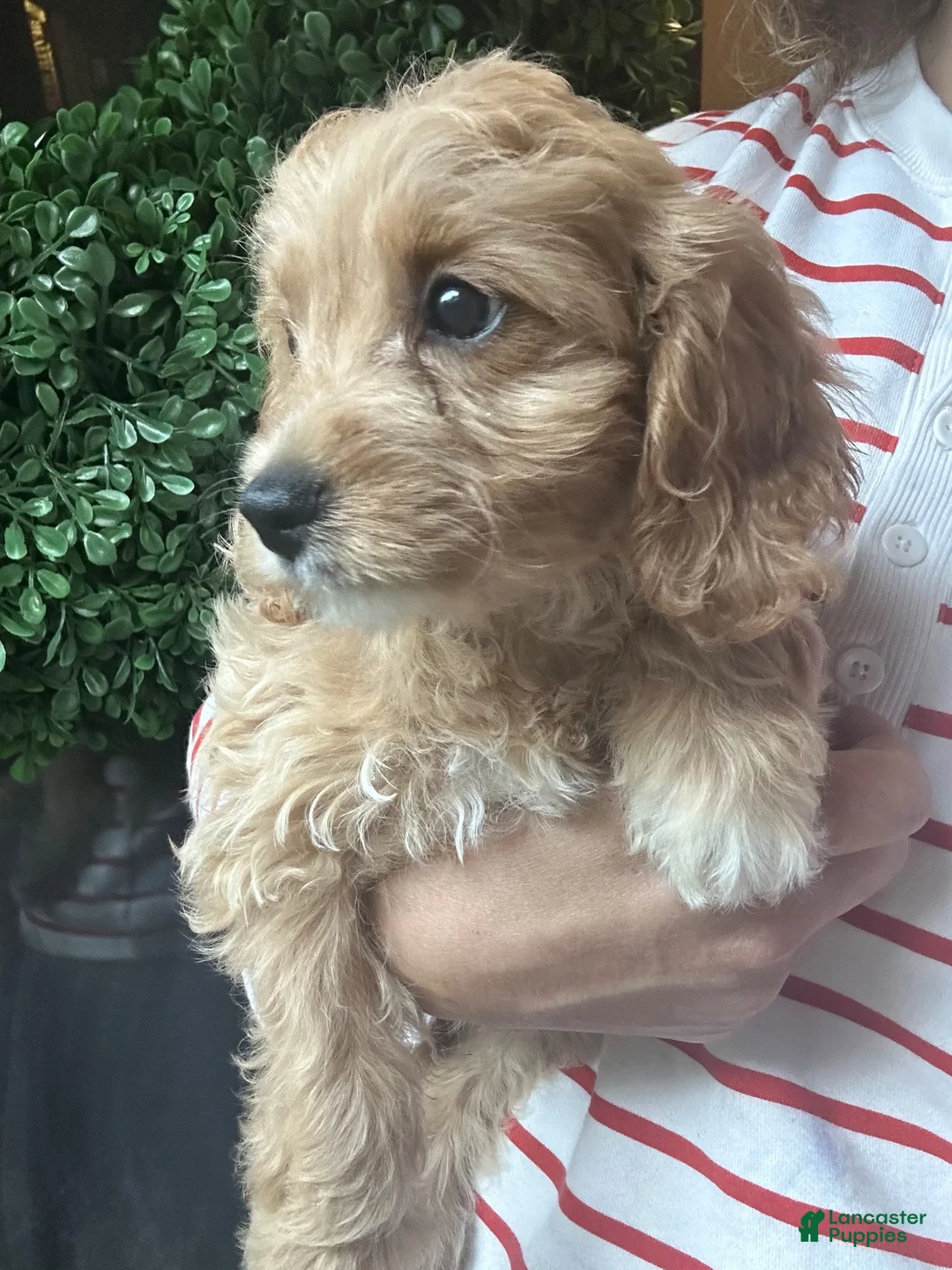 Cavapoochon dogs for sale: 💜 Purple Sunset - Ad 2
