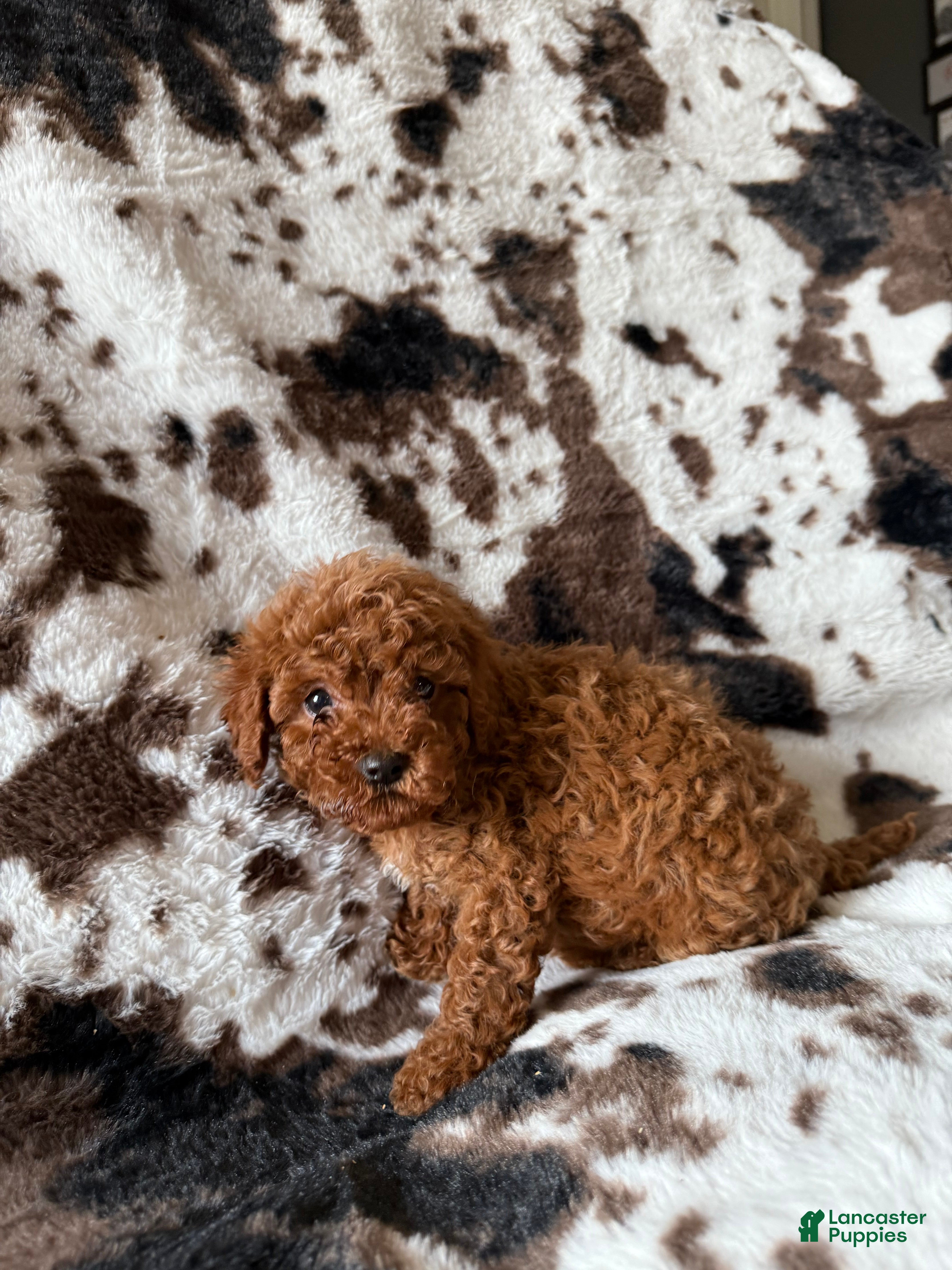 Cavapoo dogs Cavapoo Puppy 1 - Ad 12