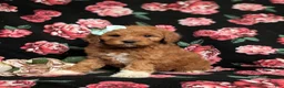 Goldendoodle dogs for sale: Isabel Hypoallergenic - Ad 1