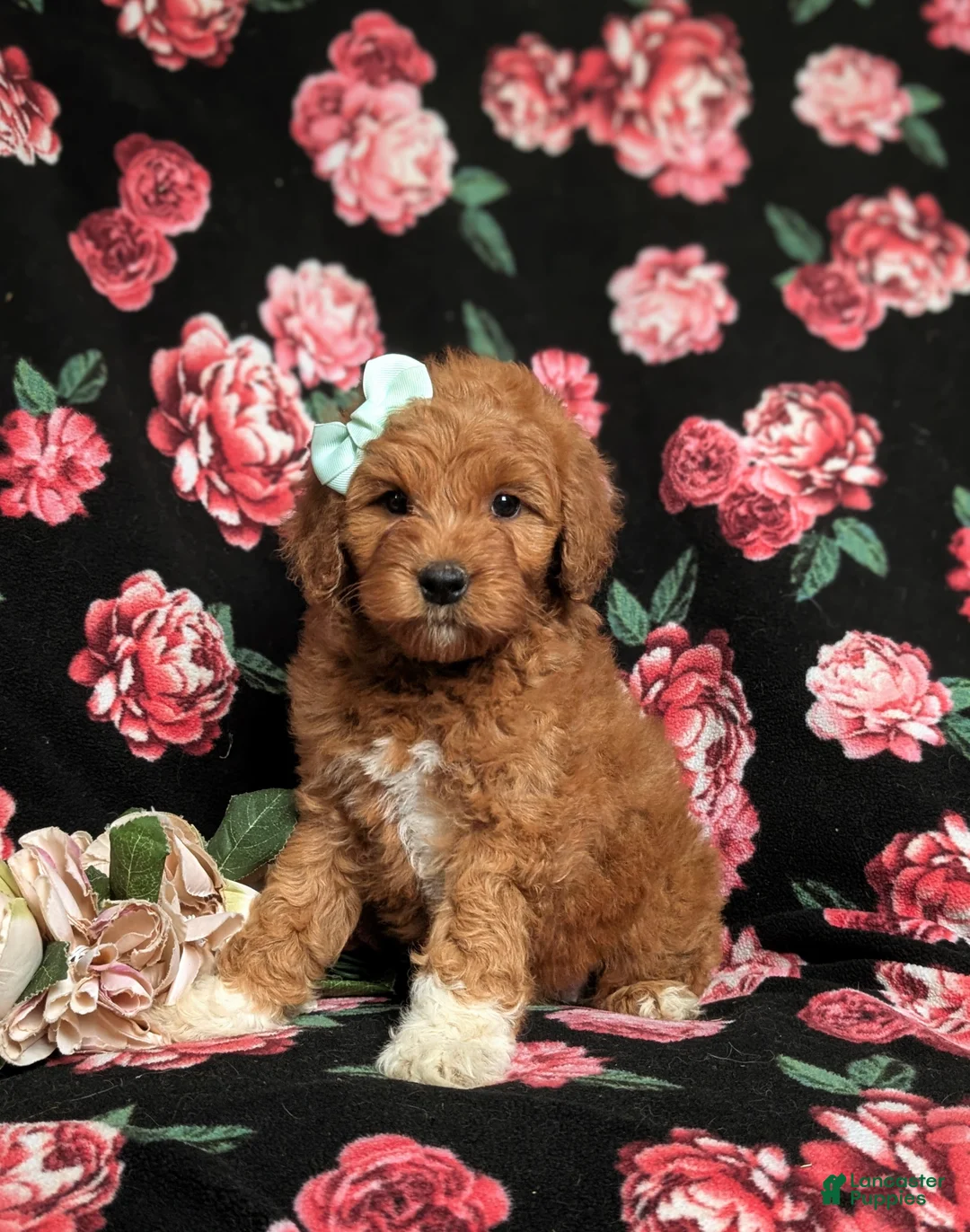 Goldendoodle dogs for sale: Isabel Hypoallergenic - Ad 1