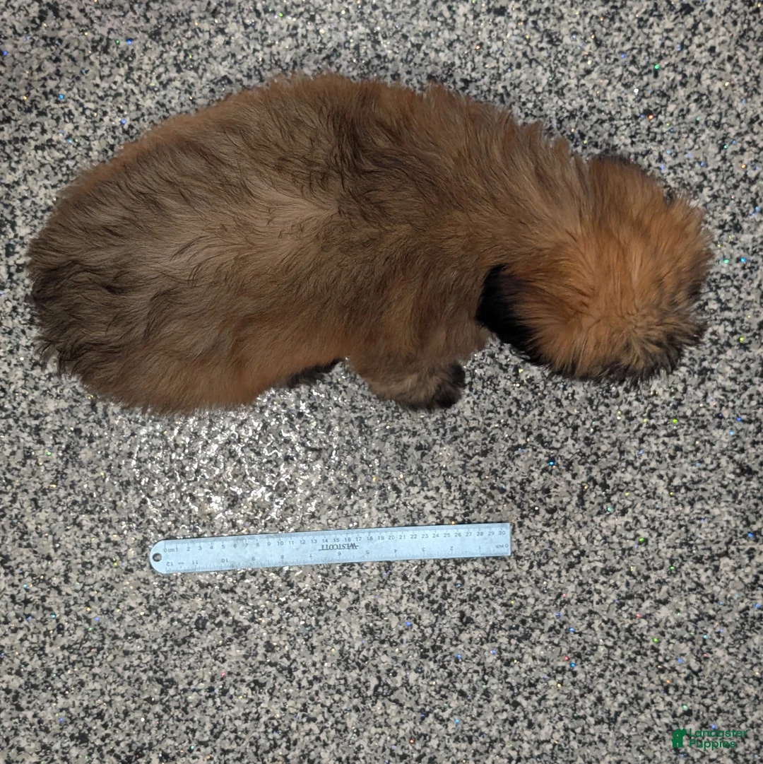 Soft Coated Wheaten Terrier dogs for sale: Satin - Ad 7