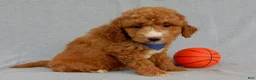 Mini Goldendoodle dogs for sale: Douglas - Ad 5