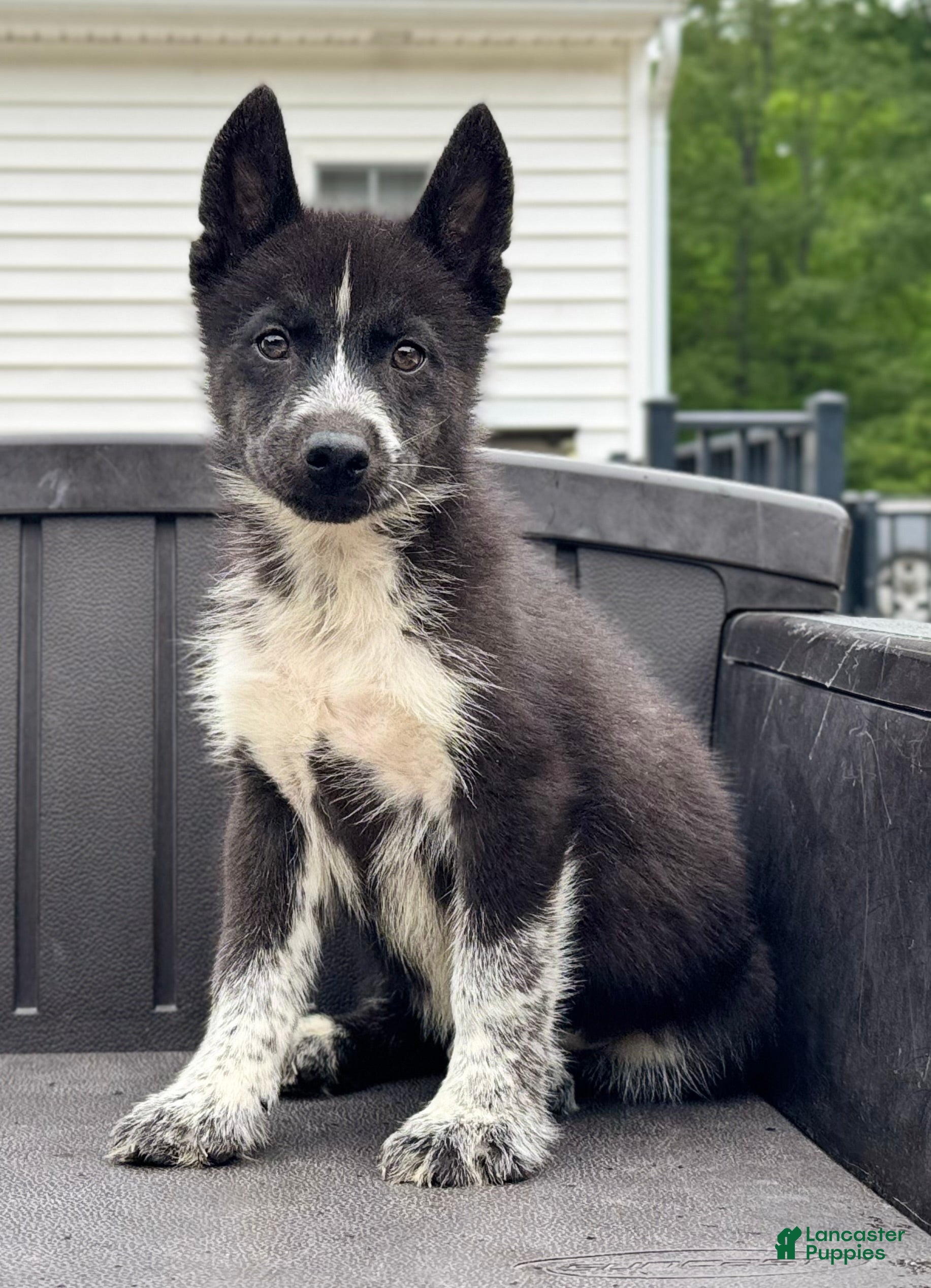 Siberian Husky dogs Klaus - Ad 35