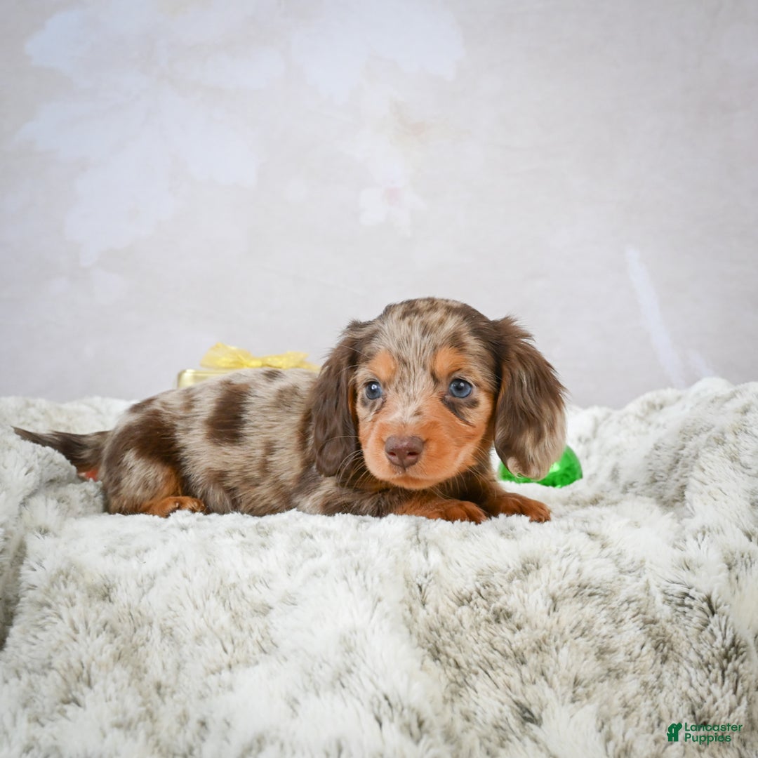 Miniature Dachshund dogs for sale: Snowflake - Ad 9