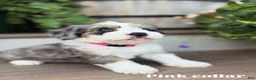 Mini Bernedoodle dogs for sale: Pink collar female  - Ad 1