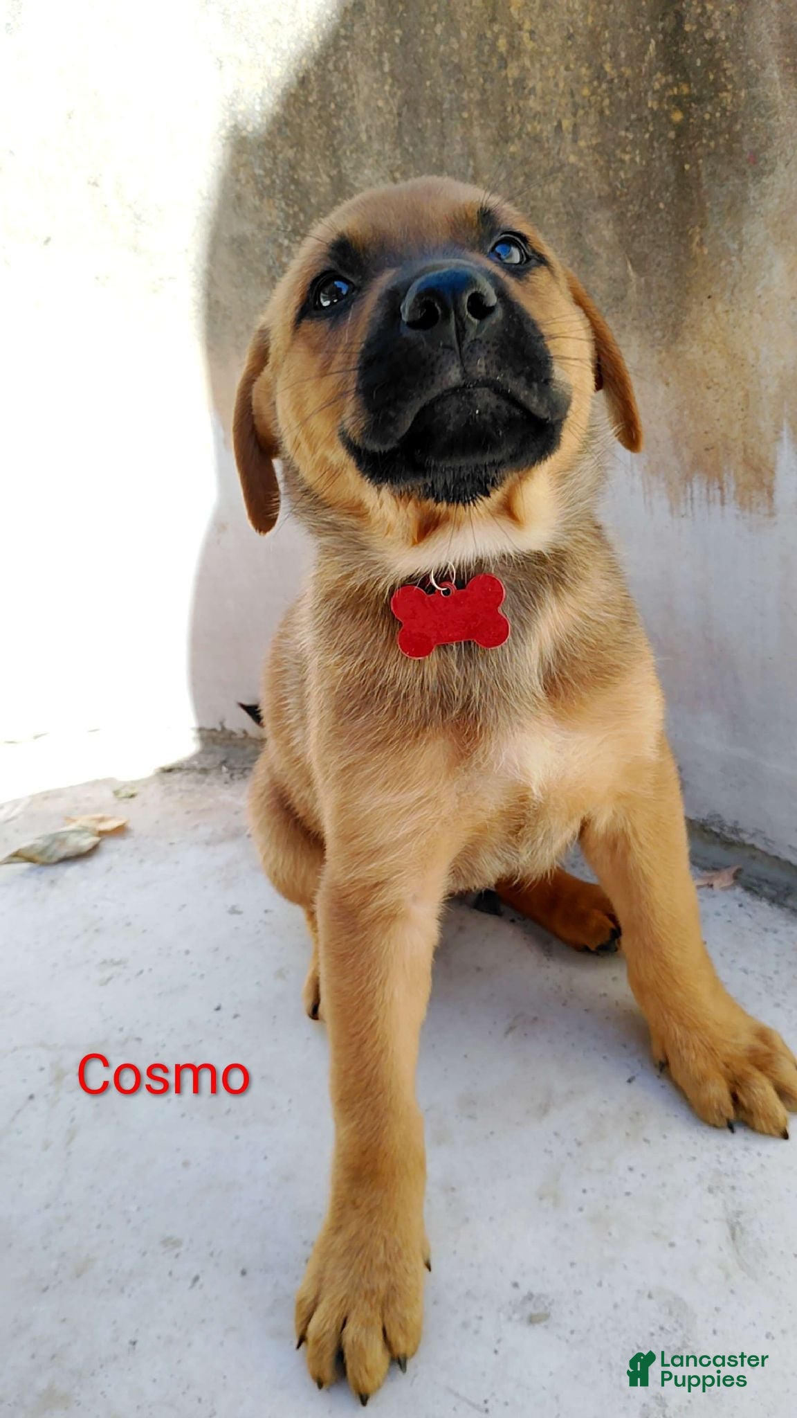 Belgian Malinois dogs Belgian Malinois 8 Cosmo - Ad 41