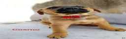 Belgian Malinois dogs for sale: Belgian Malinois 8 Cosmo - Ad 1