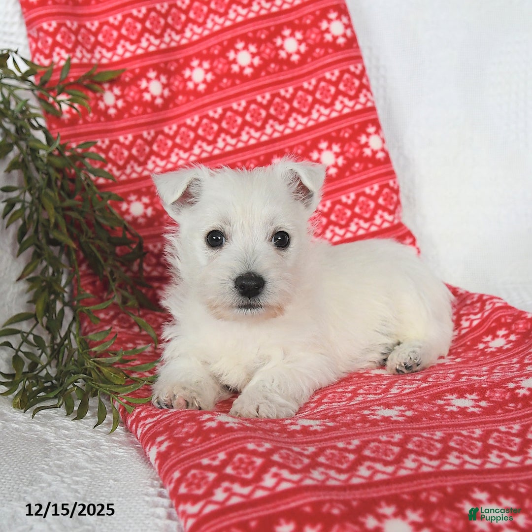 West Highland Terrier dogs for sale: Skipper - Ad 5