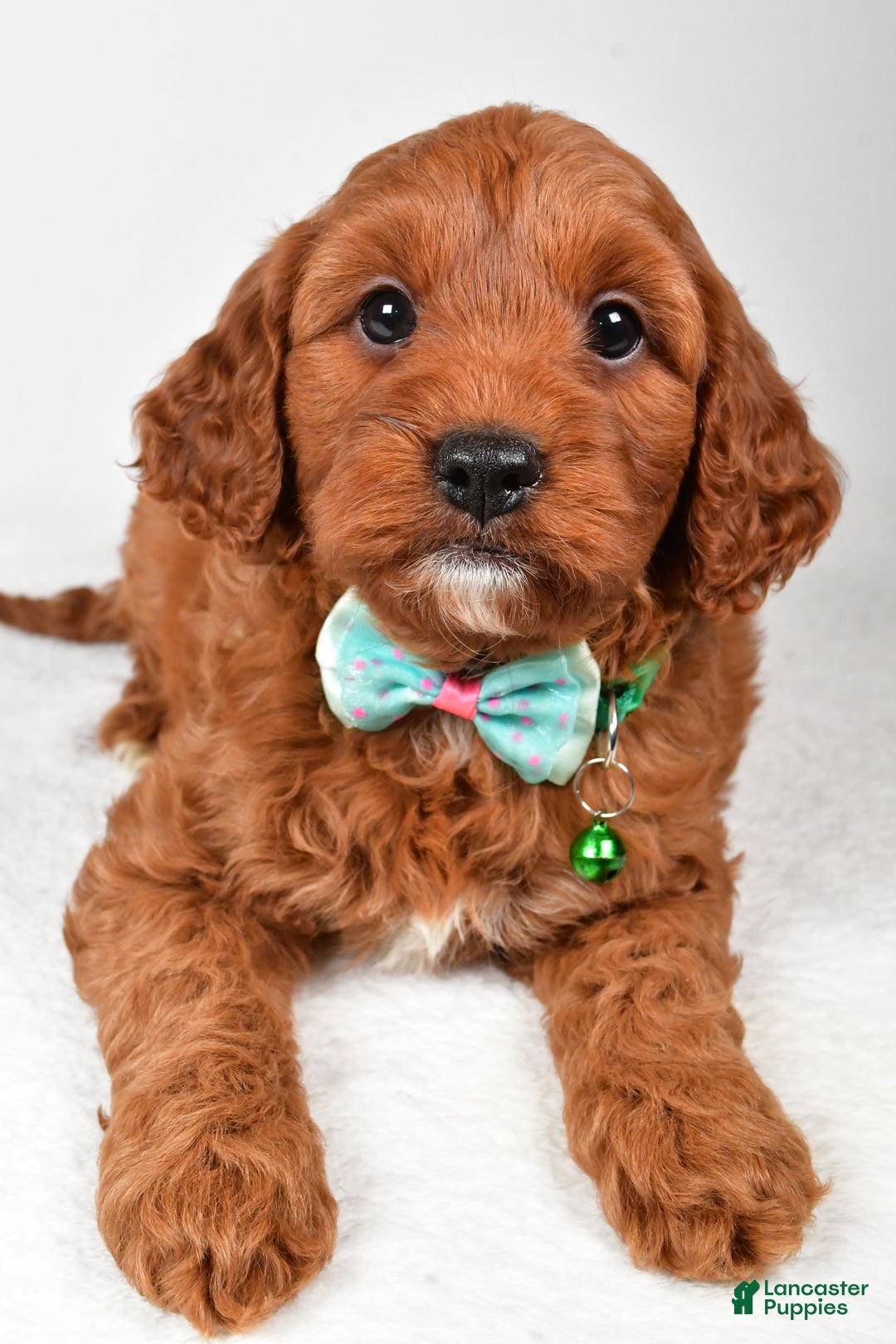 Cavapoo dogs for sale: Titus - Ad 5