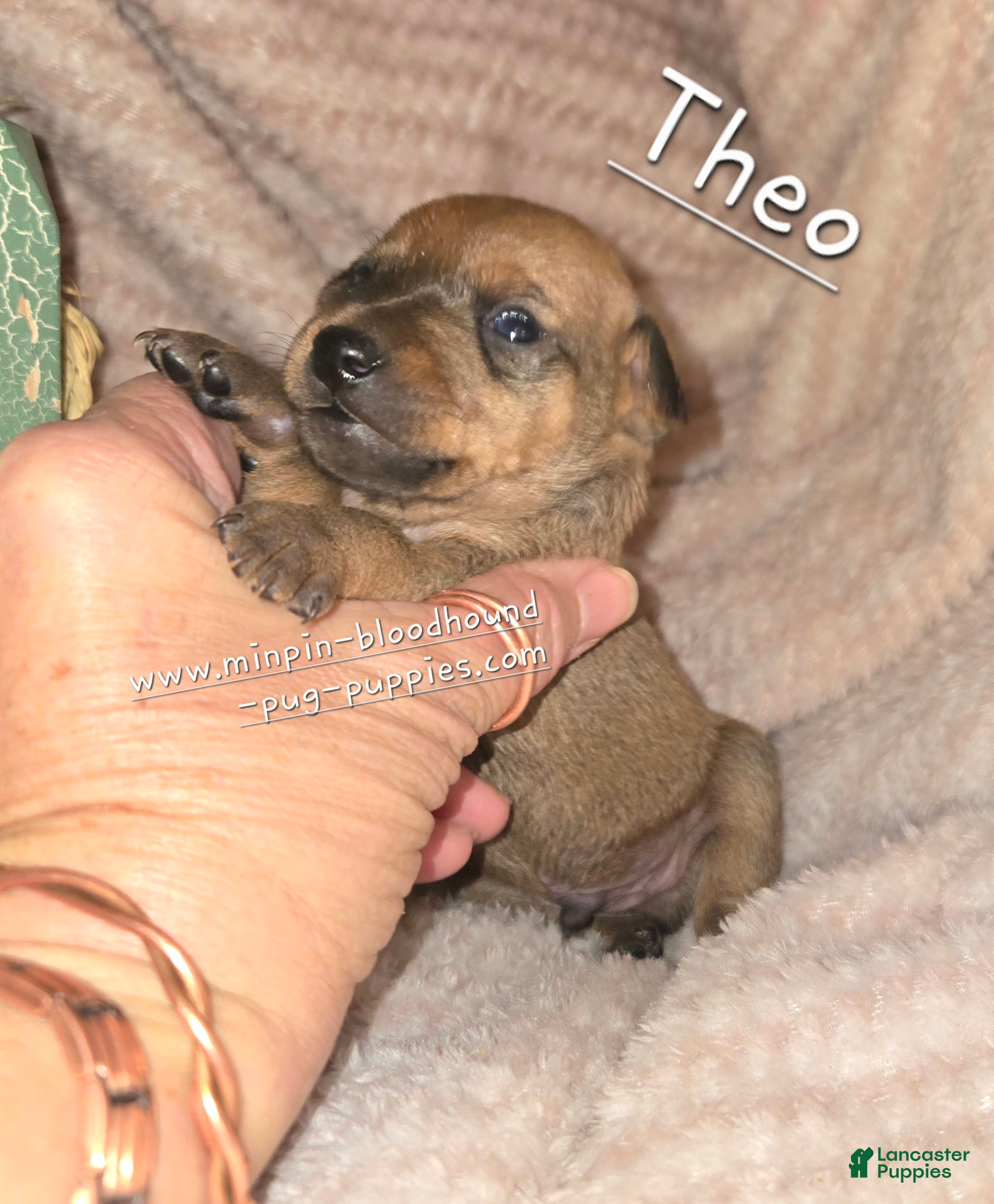 Miniature Pinscher dogs for sale: Theo - Ad 4