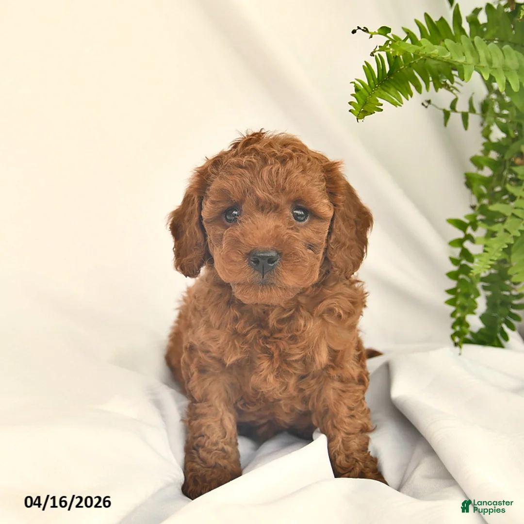 Miniature Poodle dogs for sale: Pooh  - Ad 1