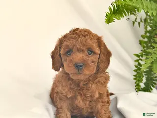 Miniature Poodle dogs for sale: Pooh - Ad 3