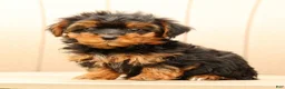 Morkie dogs for sale: Dawn - Ad 7