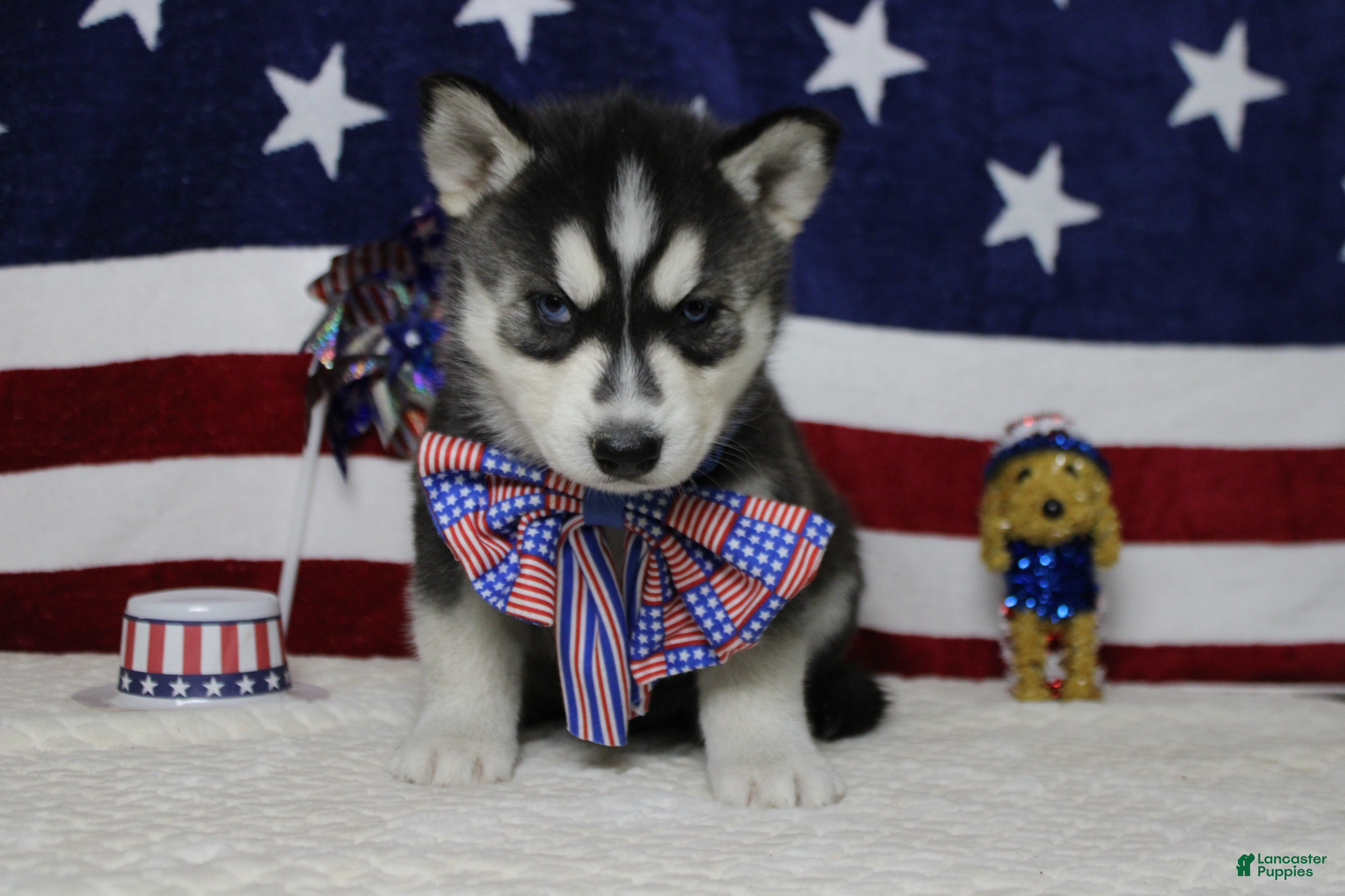 Siberian Husky dogs Koda  - Ad 9