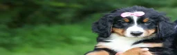 Bernese Mountain Dog dogs for sale: SALLY - Ad 9