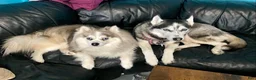Pomsky dogs for sale: Marty - Ad 30