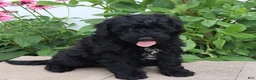 Mini Goldendoodle dogs for sale: Fabion - Ad 2