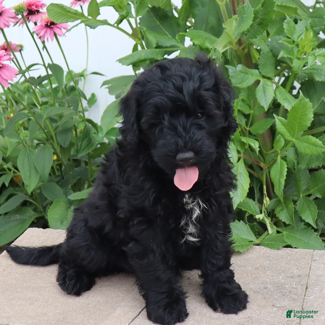 Mini Goldendoodle dogs for sale: Fabion - Ad 2