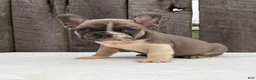 French Bulldog dogs for sale: Rowen - Ad 6