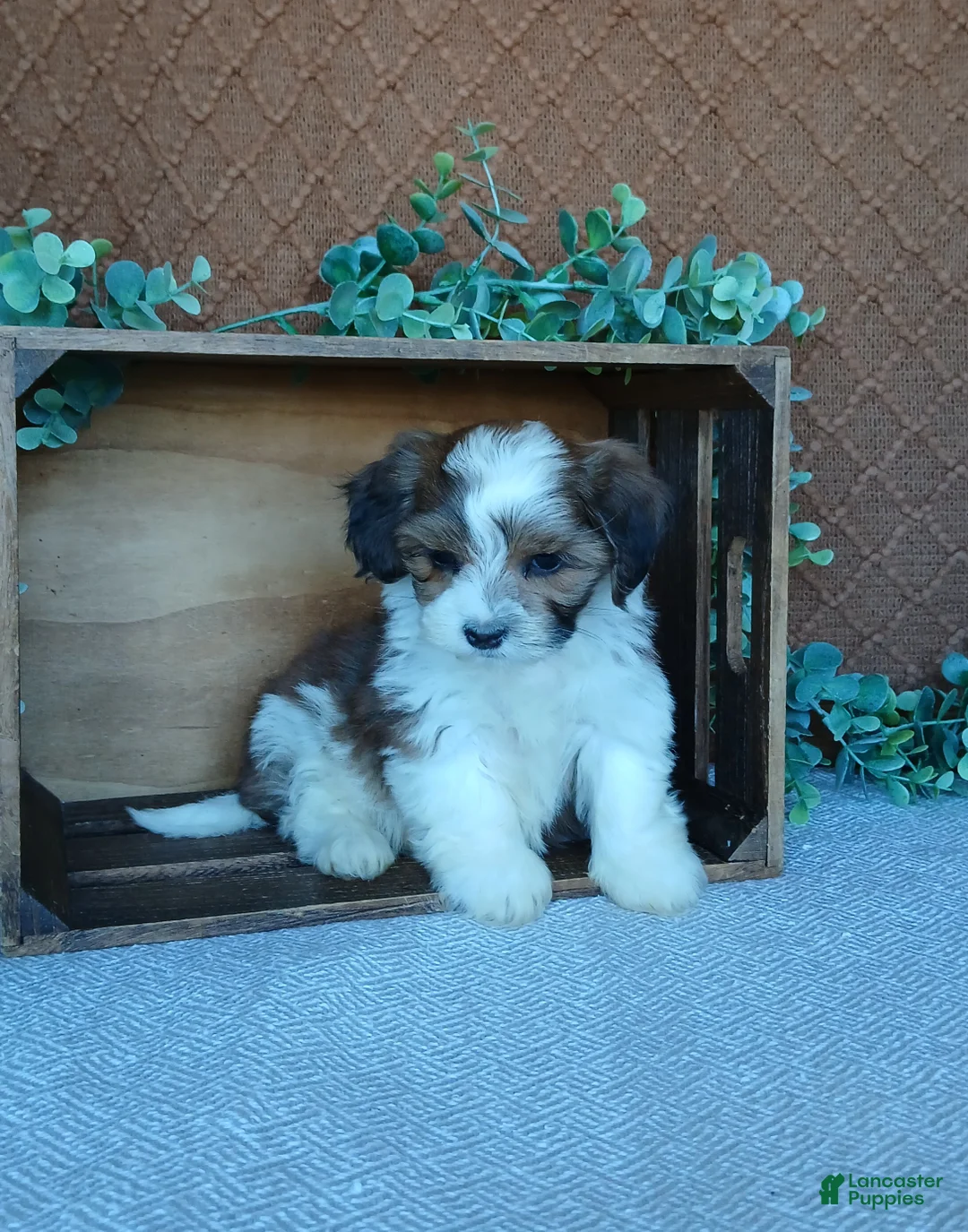 Havanese dogs for sale: Precious  - Ad 1