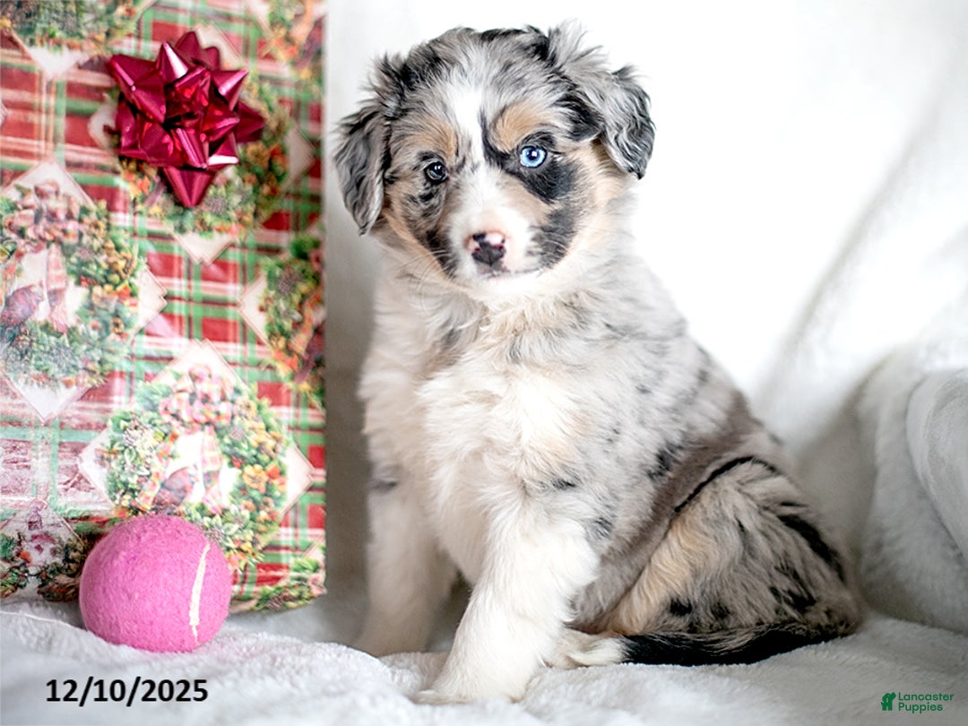 Mixed Breed dogs for sale: Frolich - Ad 1