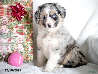 Mixed Breed dogs Frolich - Ad 35