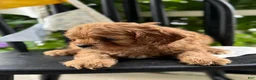 Cavapoo dogs for sale: Judd - Ad 6