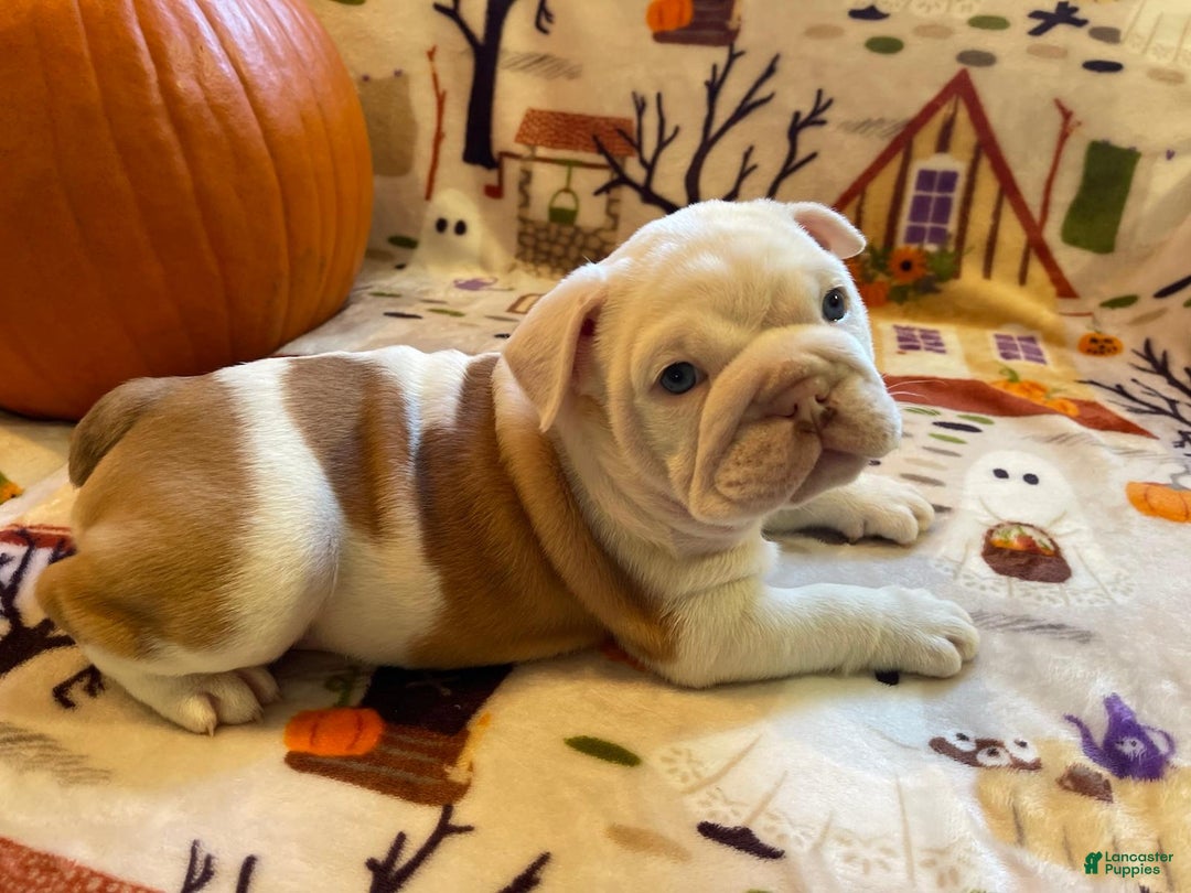 English Bulldog dogs for sale: English Bulldog Puppy 5 - Ad 29