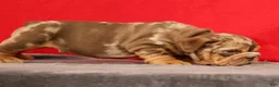 English Bulldog dogs for sale: Scarlett - Ad 10