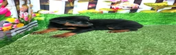 Rottweiler dogs for sale: Moose - Ad 6