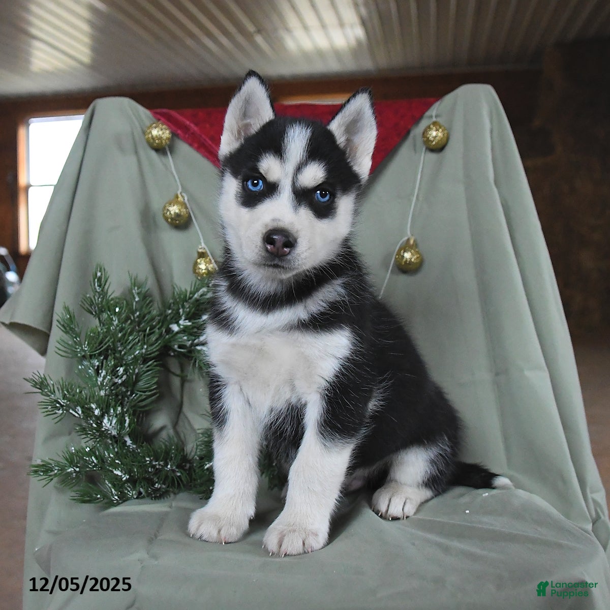 Siberian Husky dogs Cosmo   - Ad 13