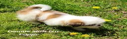 Shih Tzu dogs for sale: Chocolate & White Girl - Ad 2