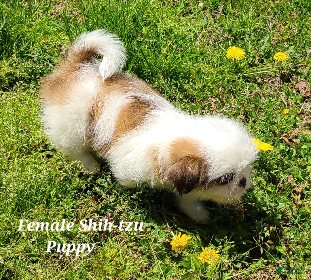 Shih Tzu dogs for sale: Chocolate & White Girl - Ad 2