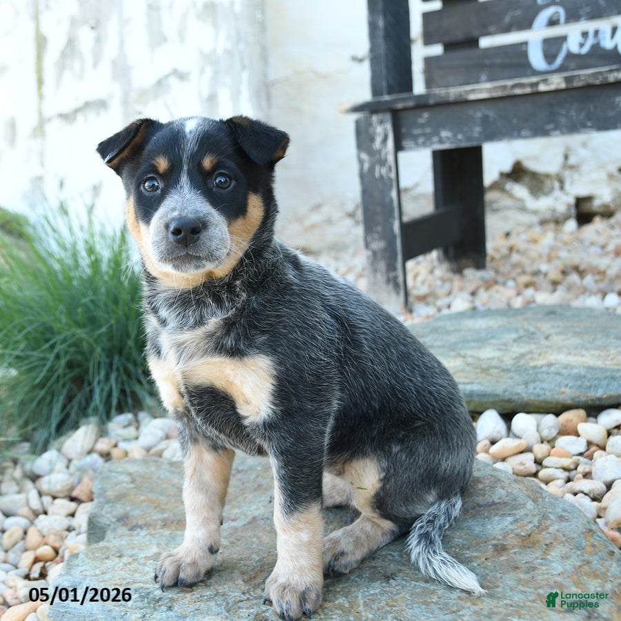 Australian Cattle Dog dogs Loretta - Ad 1