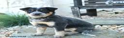 Australian Cattle Dog dogs for sale: Loretta - Ad 1