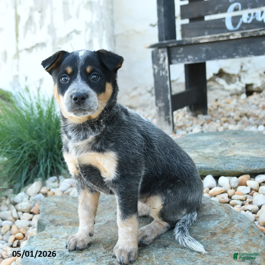Australian Cattle Dog dogs for sale: Loretta - Ad 1