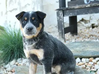 Australian Cattle Dog dogs for sale: Loretta - Ad 1