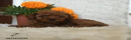 Miniature Poodle dogs for sale: Nala - Ad 4