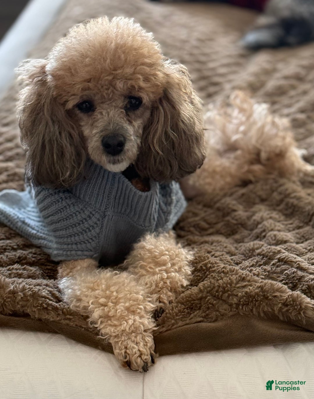 Mini Bernedoodle dogs for sale: Artemis - Ad 6