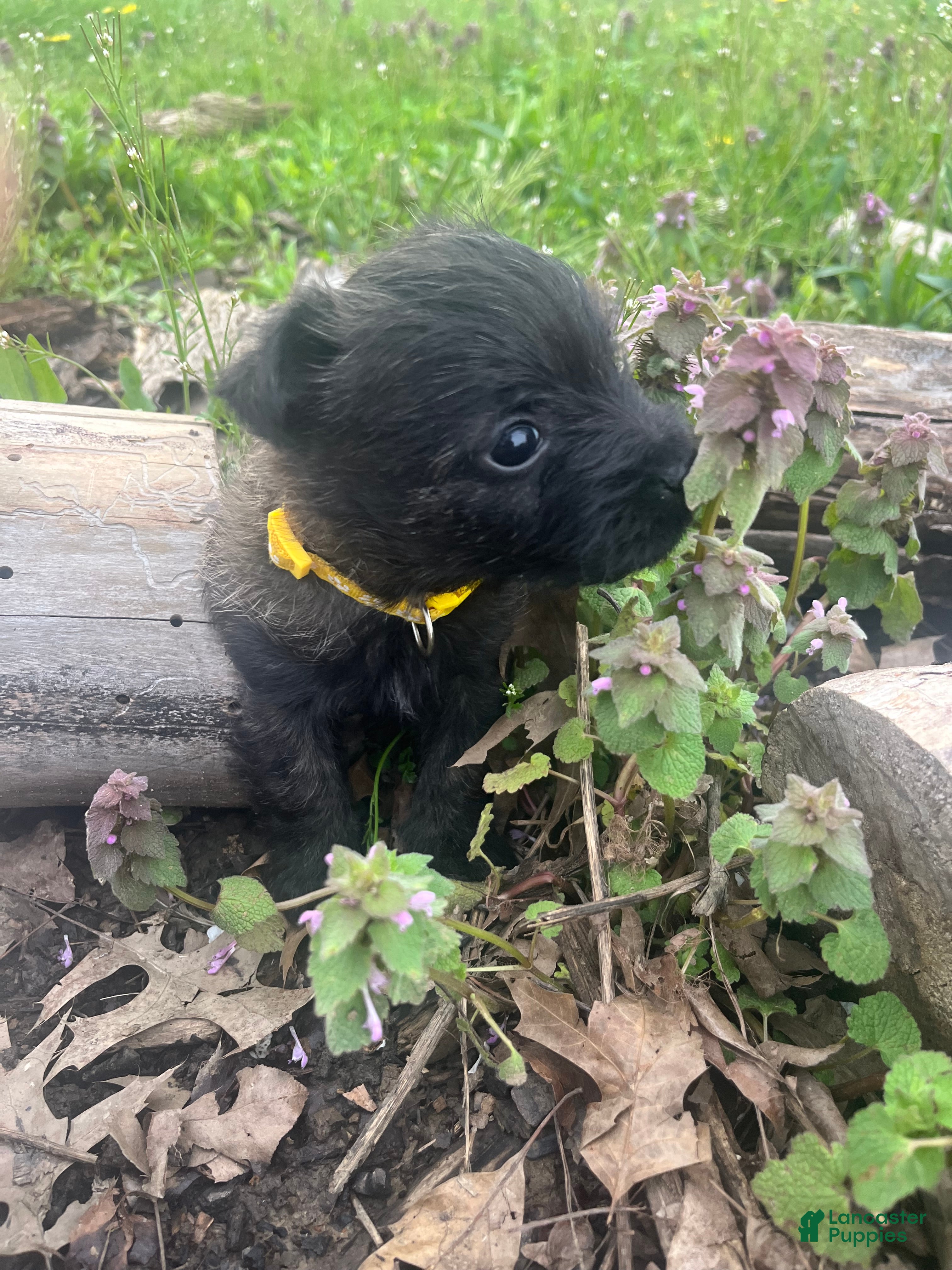 Cairn Terrier dogs Elton - Ad 1