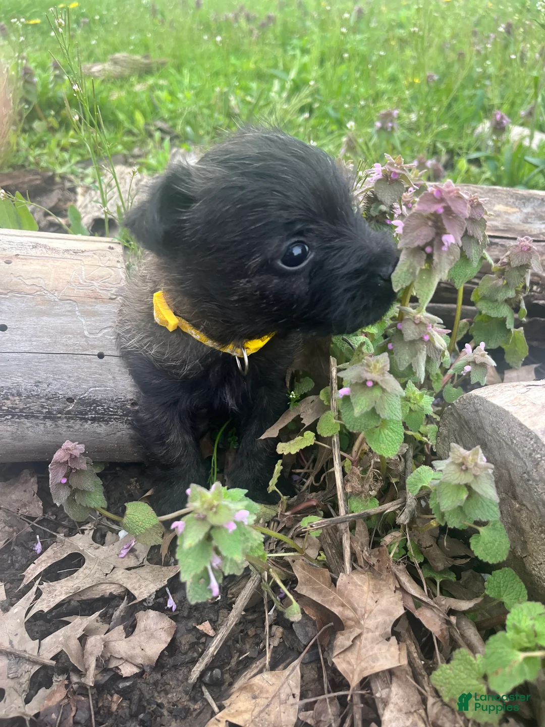 Cairn Terrier dogs for sale: Elton - Ad 1