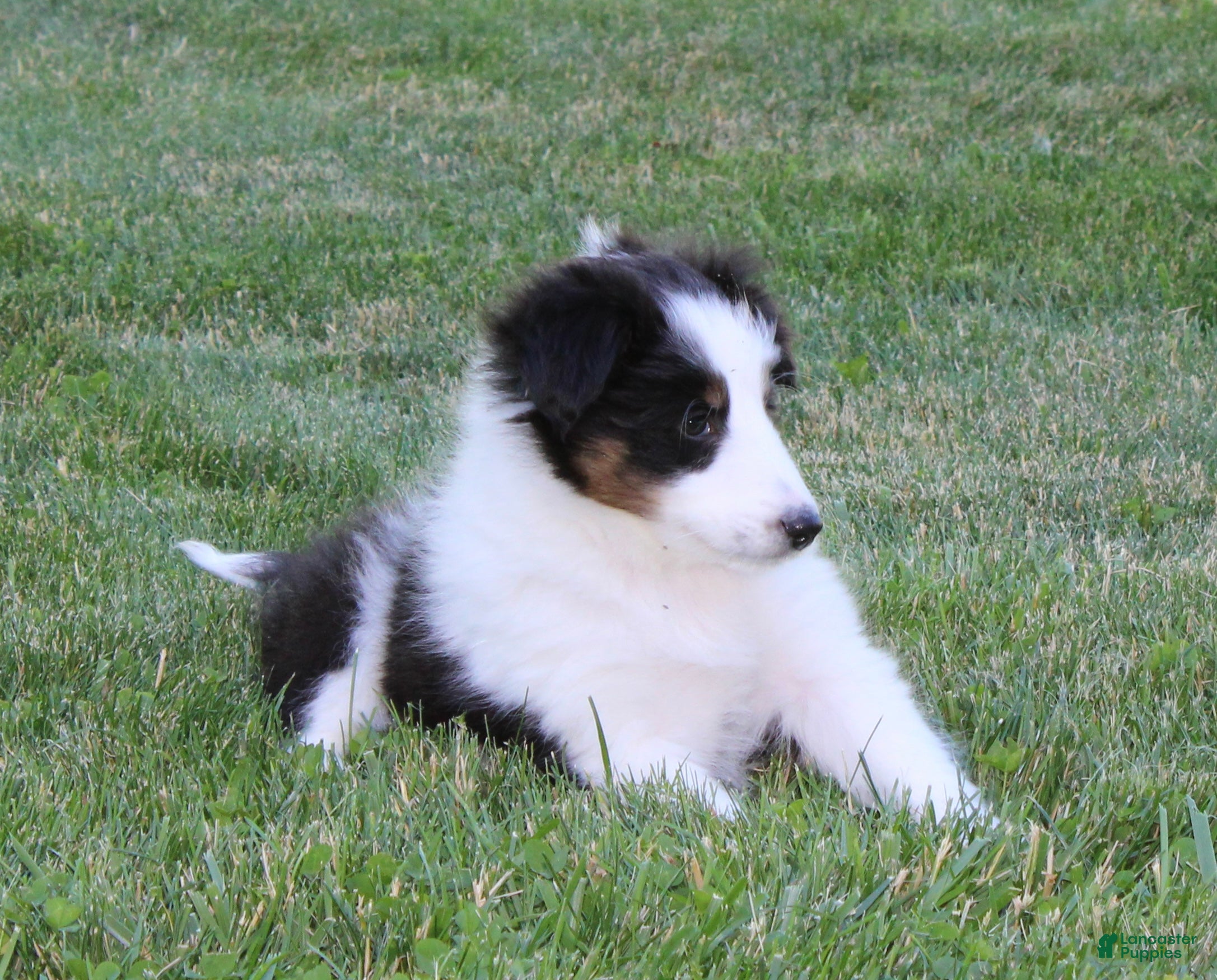 Shetland Sheepdog dogs Tasha - Ad 1