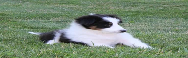 Tasha