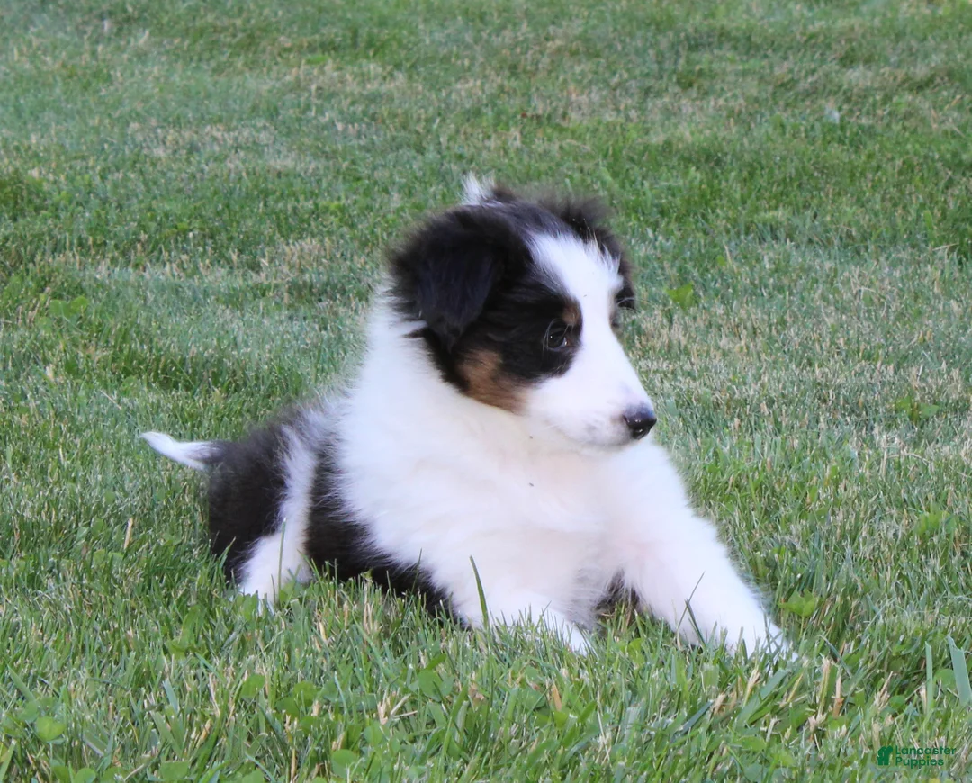 Shetland Sheepdog dogs for sale: Tasha - Ad 1