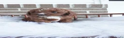 Cavapoo dogs for sale: Teddy  - Ad 9